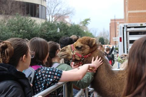 Students feeding a camel