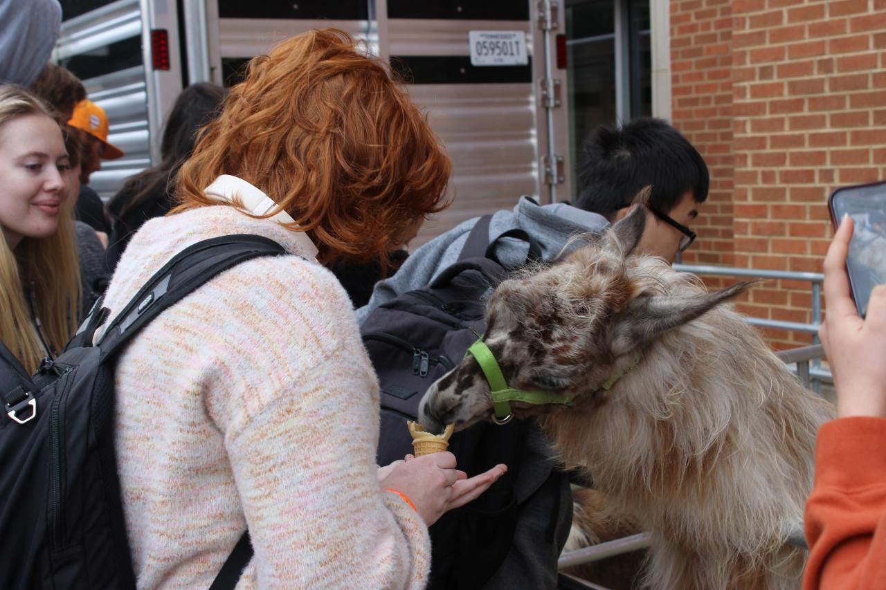 Student feeding a goat an ice cream cone