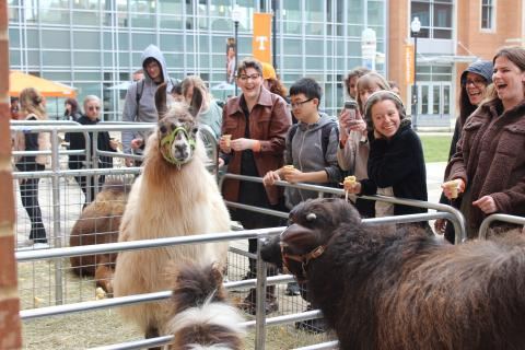 Students gathered around a llama